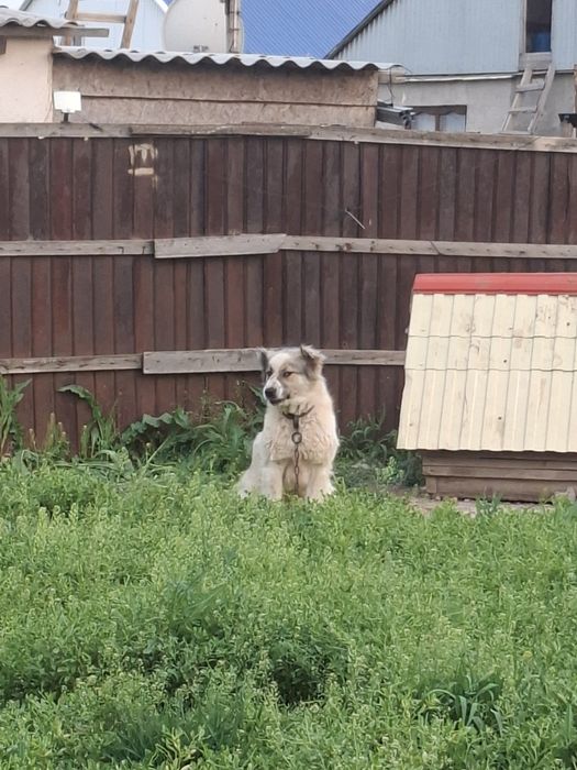 Продам алабая девочка