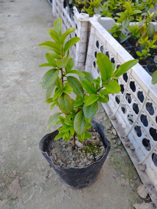 Пираканта кустарник