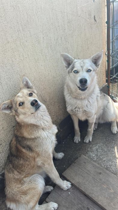 2 câini Husky se oferă spre adopție