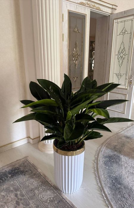 Комнатные растения, офисные и комнатные цветы, Гуллар, Офис гуллари