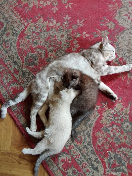 Отдам котят в хорошие руки