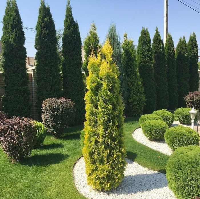 Продам саженцы туи