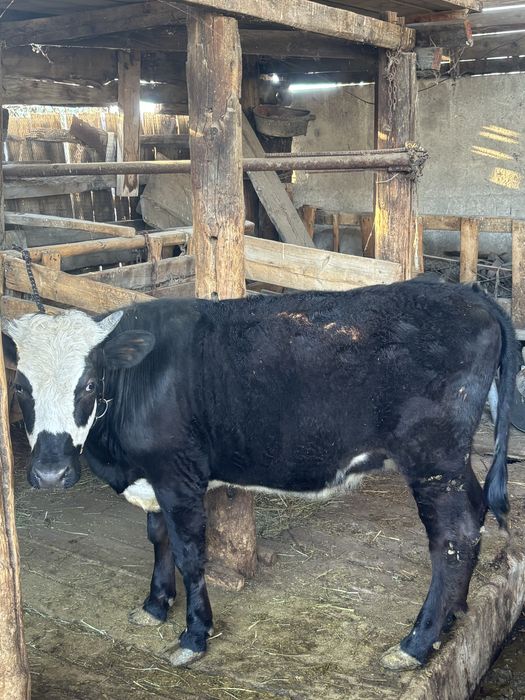 Продам тёлочку ,