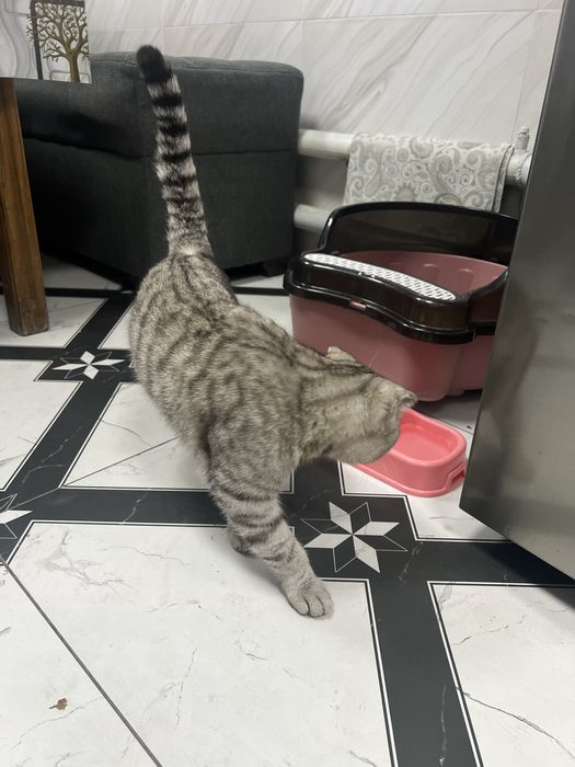 Skotish fold zotli mushuk sotiladi