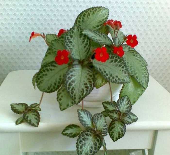 Продам домашние растения