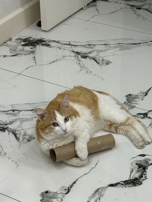 Ищем кошку для вязки