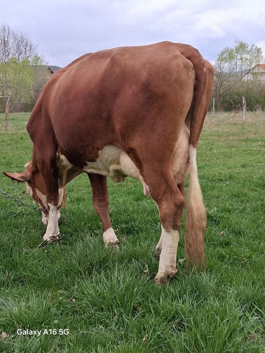 Vand juninca baltata românească la a 2a fătare