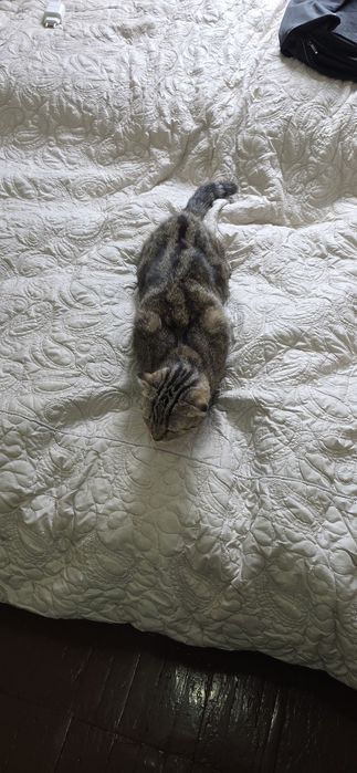 Котик продаётся цена договоримся