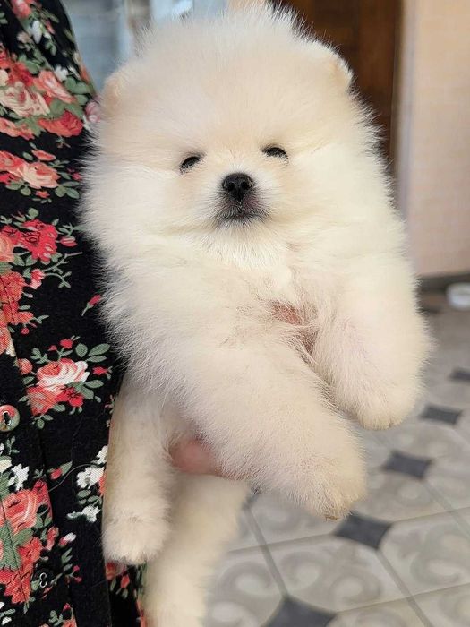 Мини померани мъжки и женски