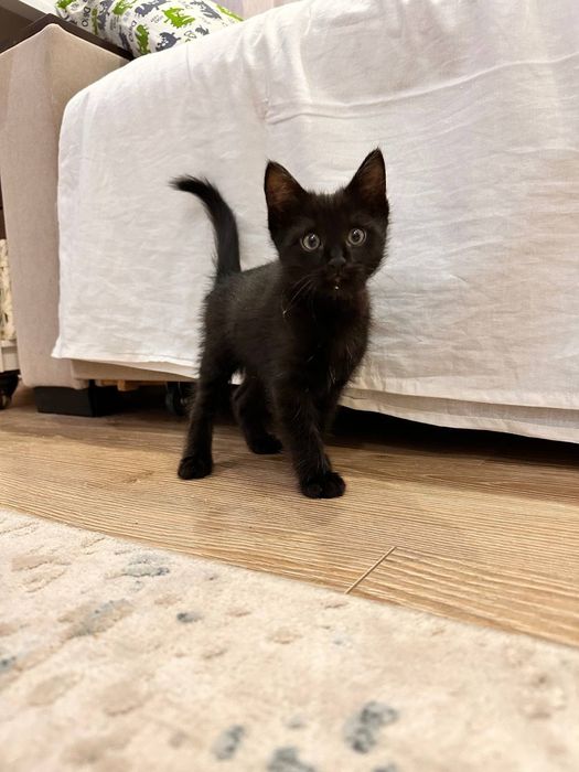 Черный котёнок (8 недель)