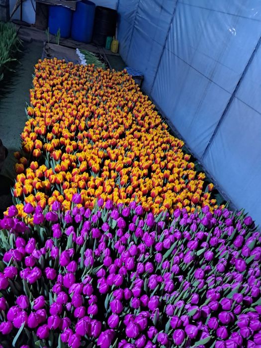 Тюльпаны Голландские в розницу