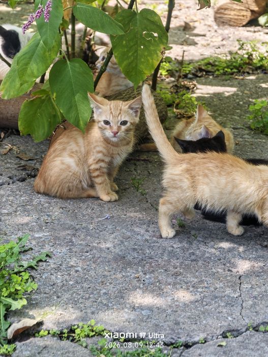 Много котят в хорошие руки.