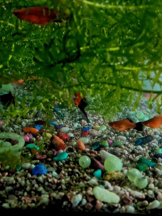 Рыба мечинос аквариум