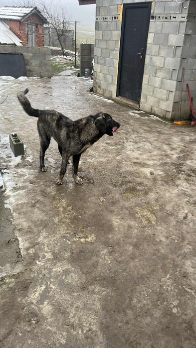 Продавам турски кангал  2 бр мъжки на по 8 месеца