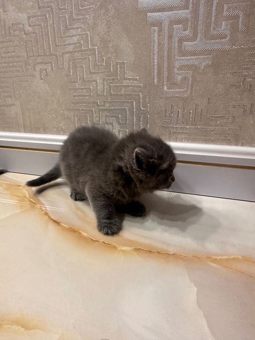 Британский скотш волд