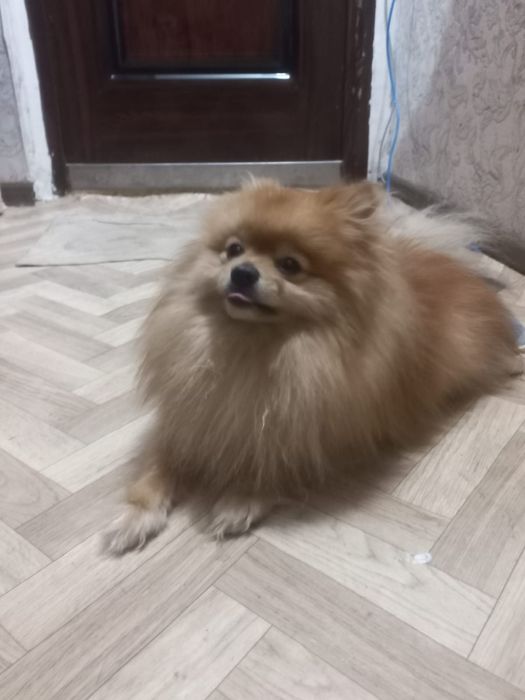 Предлагается для вязки кабель померанского шпица мини