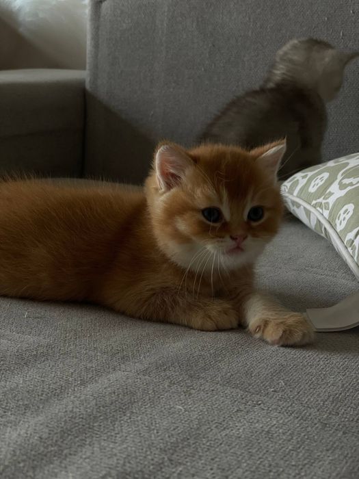 На продаже котята