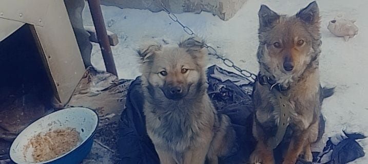 Дарю собаку!       .