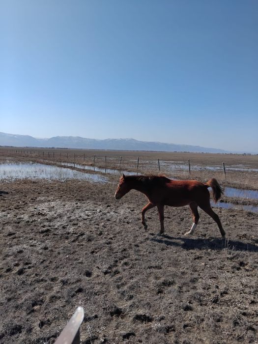 Продам лошадей кунан