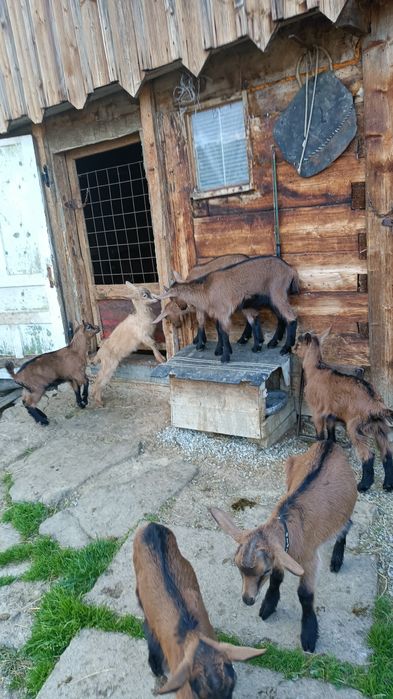 CĂPRIȚE DE VÎNZARE CU CITE 2 Ieduți și un tap