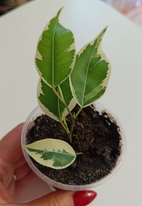 Фикус Ирен. Фикус твилайт.               .