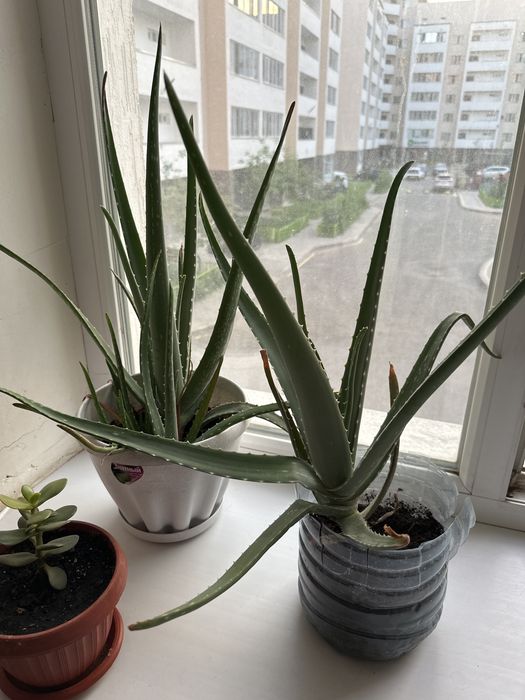 алоэ лечебный 4-5 летний