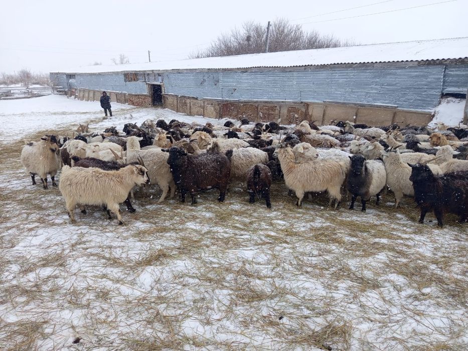 Продам баранов , коз