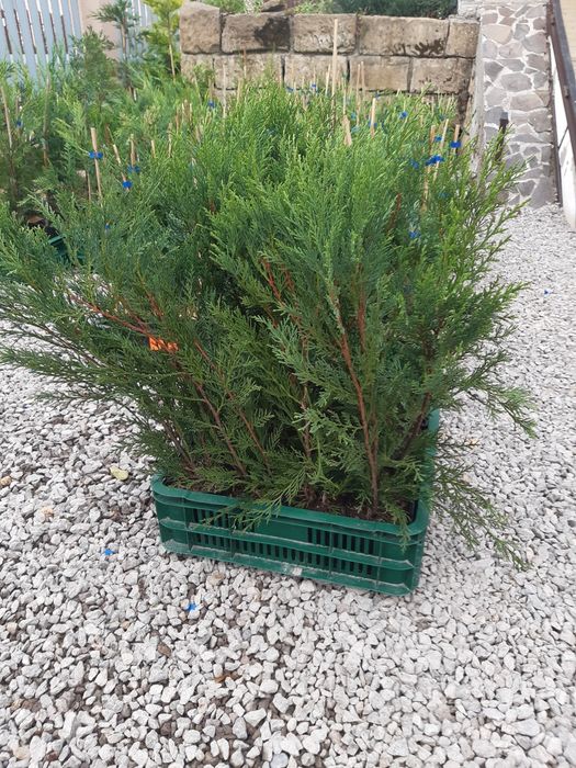 Tuia,Leylandii chiparos pana la 110 cm, calitate, nu e fir subtire