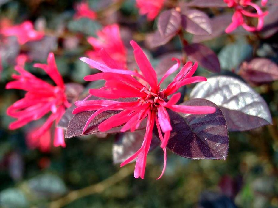 Лоропеталум/ Loropetalum - червен