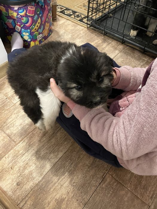 Donez catelusi ciobanesc mioritic