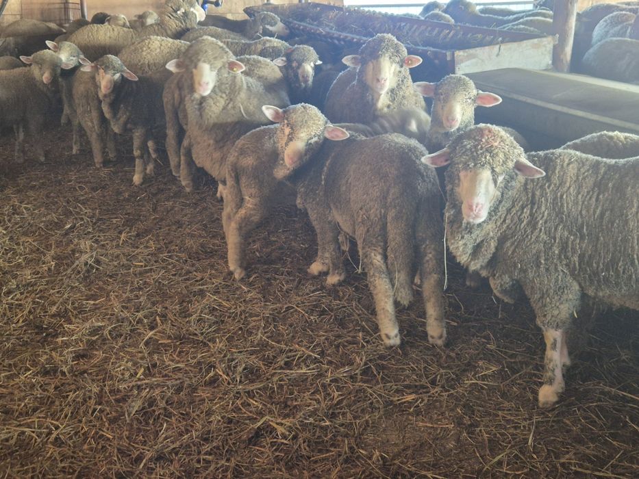 Mielute si berbecuti merinos de palas