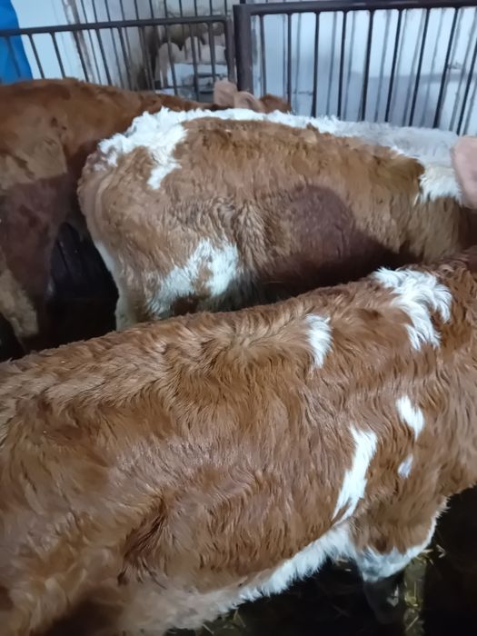 Taurasi și vitele  baltati  semiintarcati