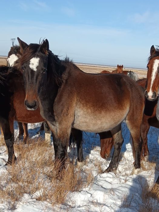 Продам кобылу не дорого
