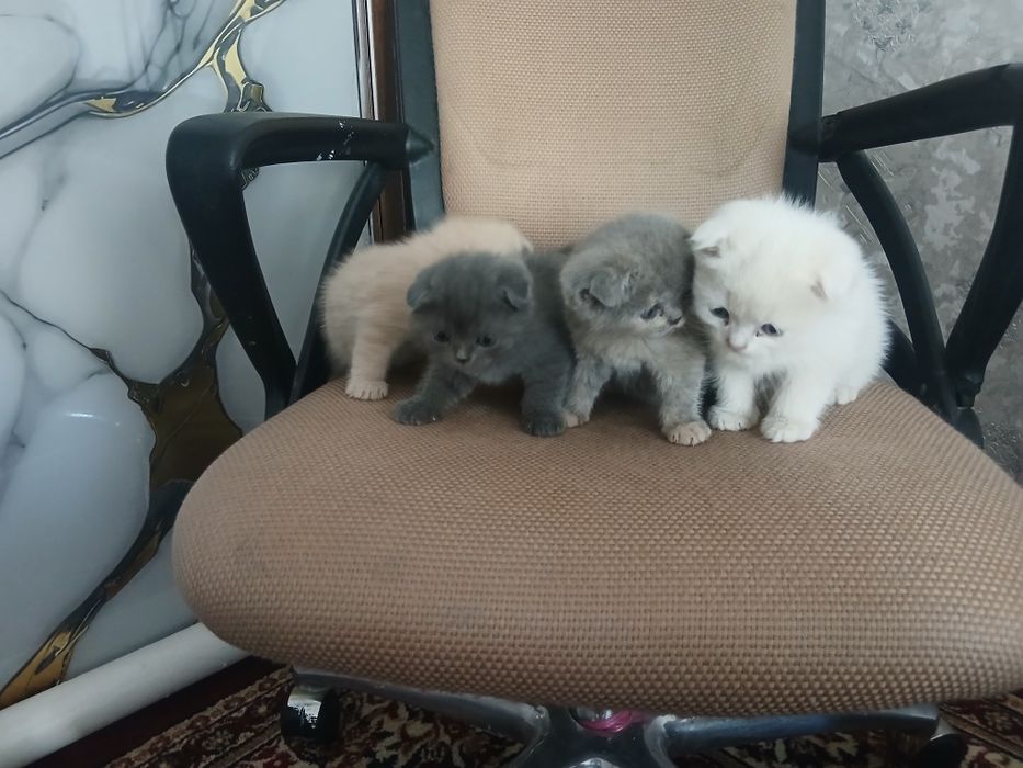 Mushuk bolachalari sotiladi