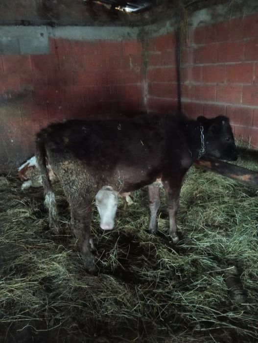 Vând doi vițeii semi înțărcați