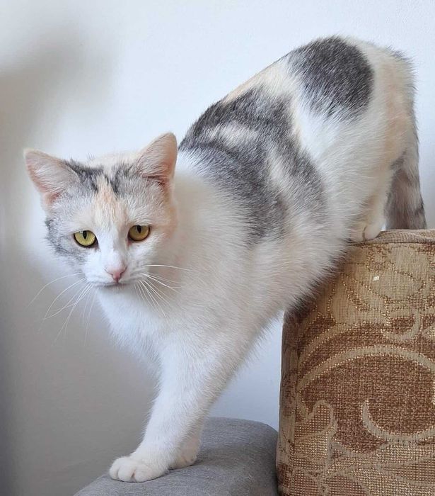 Кошка в добрые руки