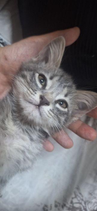 Котёнок в хорошую сесью