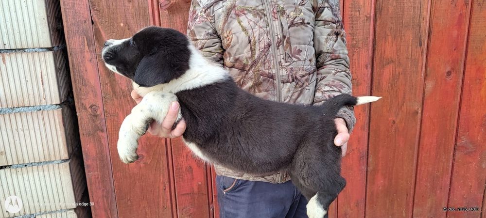 Vând pui de Asia centrala