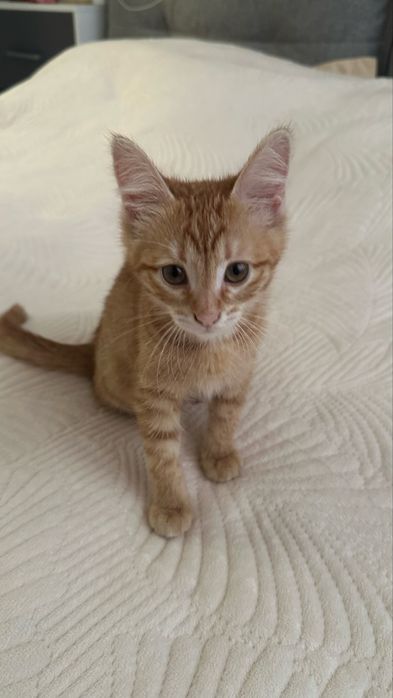 Котенок девочка