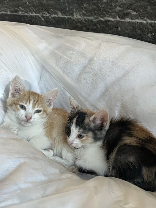 Отдам котят в добрые руки