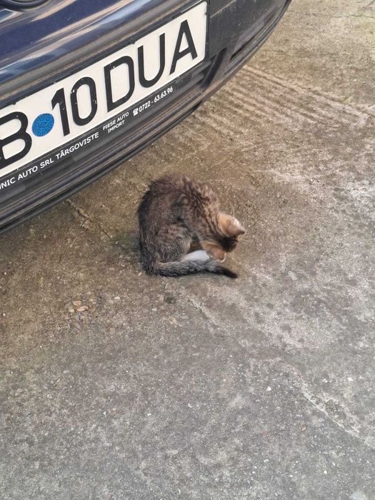 Pui pisica iubitor