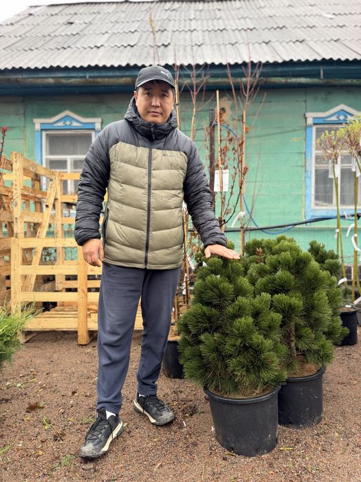 Озеленение участка под ключ