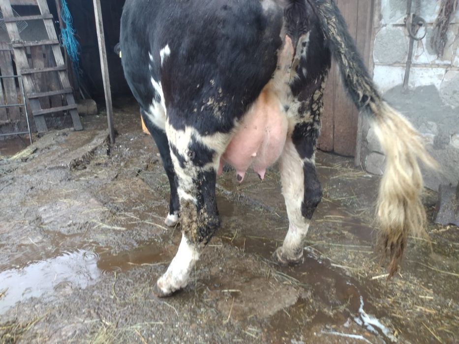 Vacă de talie mare exemplar