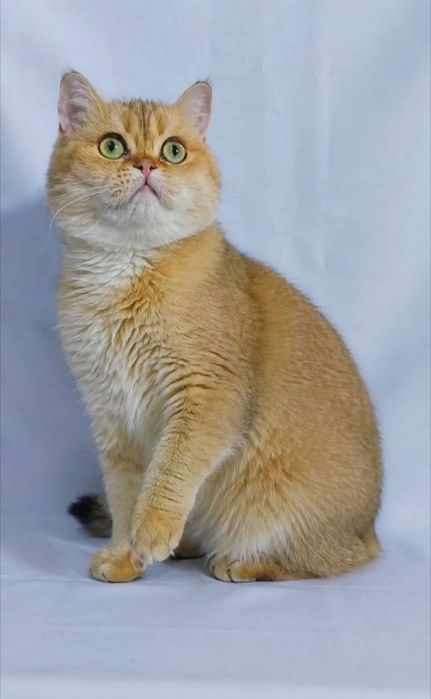 Шотландский кот золотая шиншилла