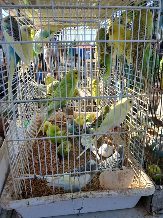 Vând   papagali  peruși  ,nimfe, micul Alexandru  pui inelati 2025