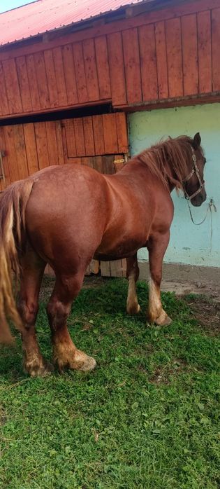 Vând cal de 6 ani mai multe detalii la telefon