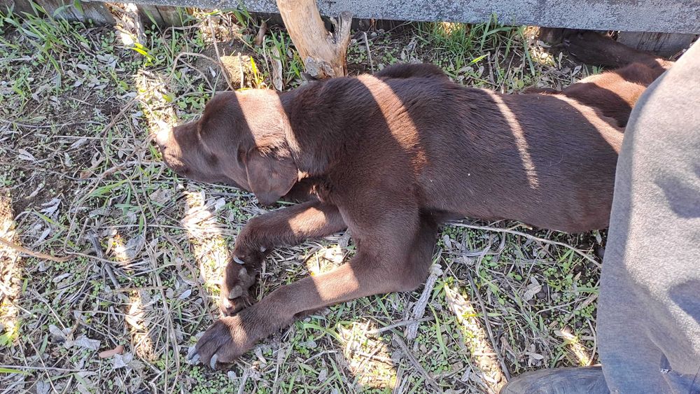 Лабрадор-ретривер