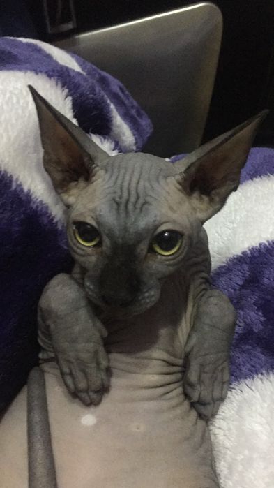 Pisici sphynx compania ideala pentru tine