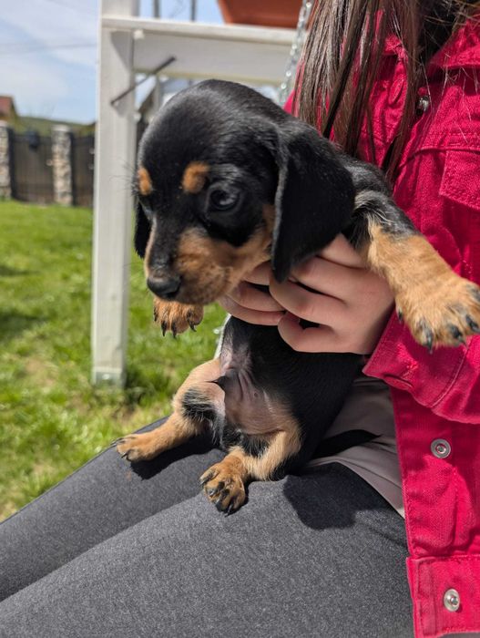 Pui de teckel 6 saptamani, carnet vaccinuri si deparazitare la zi