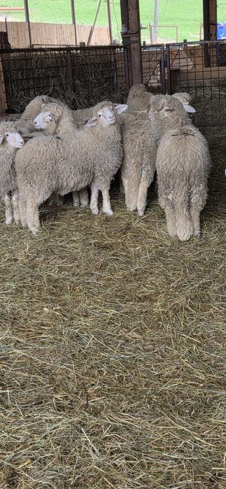 Vând  Berbecuți Băli !